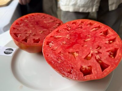 Tomate huevo de toro