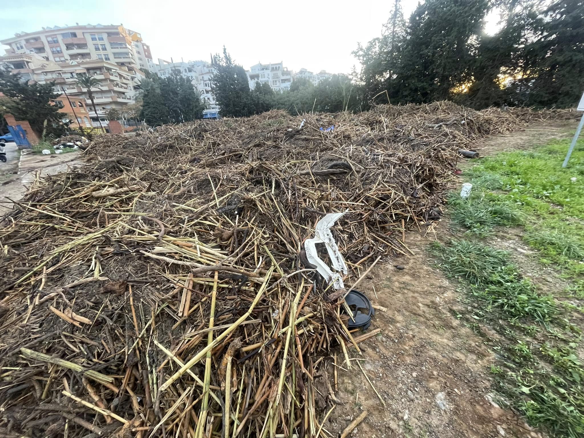 Retirada de cañas y ramas en Benalmádena