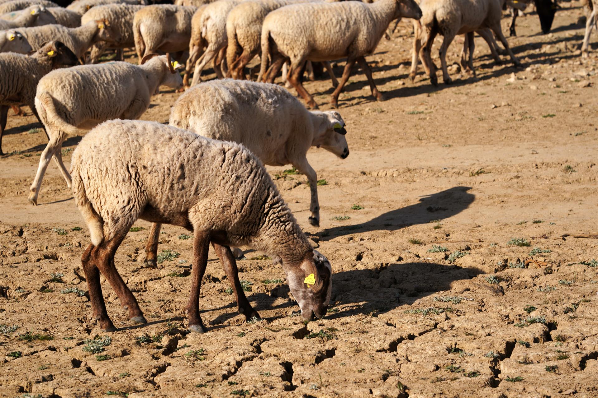 Consecuencias del cambio climático