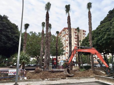 Replantado de palmeras en Avenida Gamonal