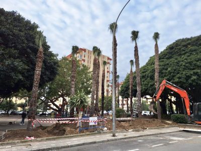 Replantado de palmeras en Avenida Gamonal